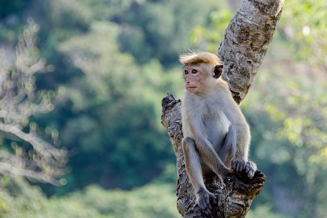 Biodiversity Hotspot
